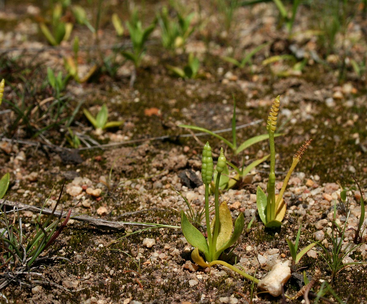 Ophioglossum gomezianum