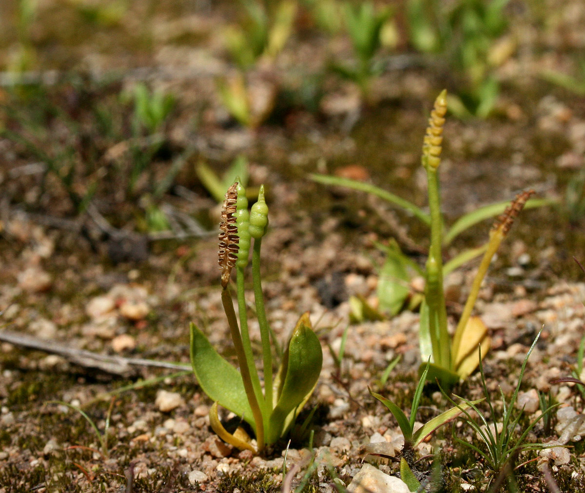 Ophioglossum gomezianum