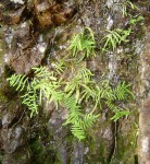 Gleichenia polypodioides