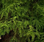 Gleichenia polypodioides