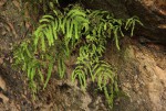 Gleichenia polypodioides