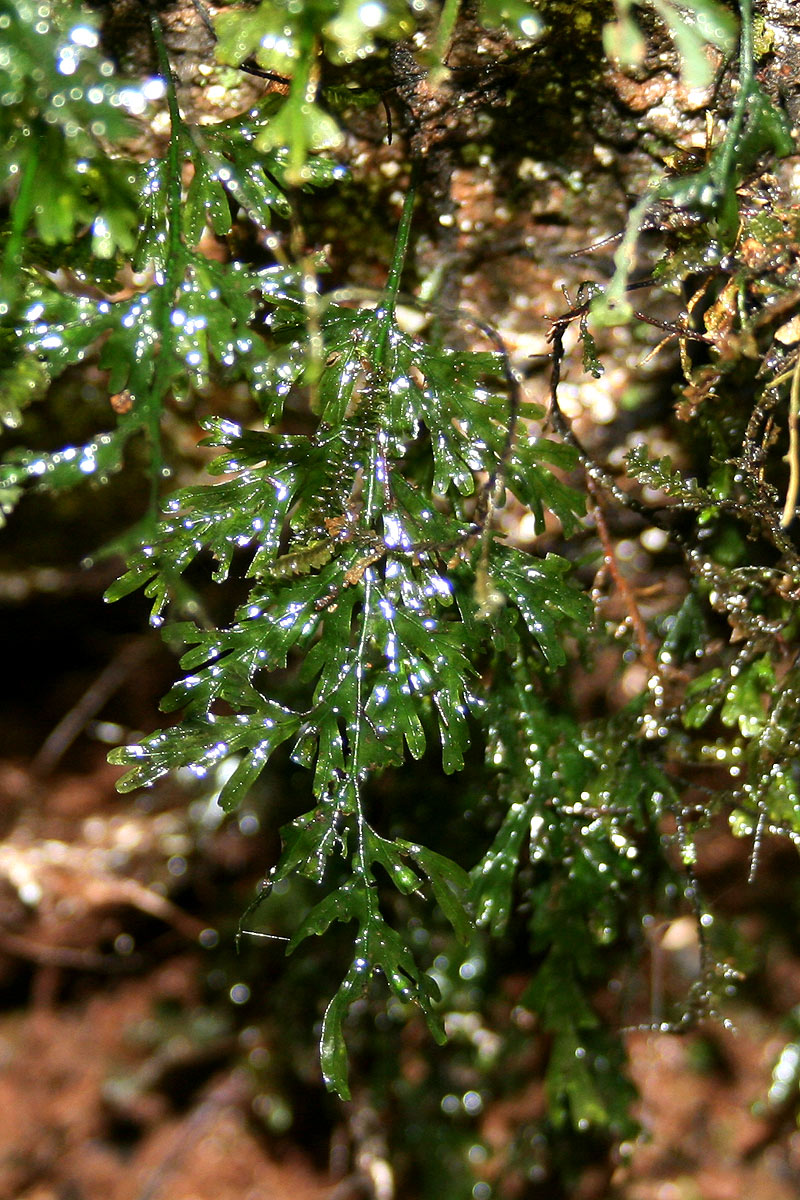 Crepidomanes inopinatum