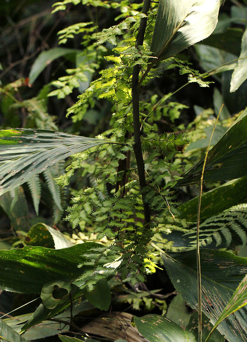 Lygodium microphyllum