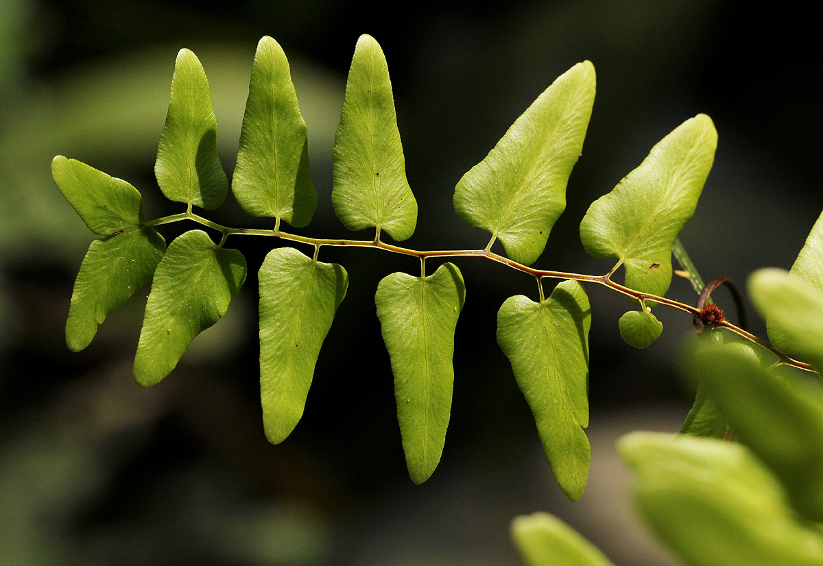 Lygodium microphyllum