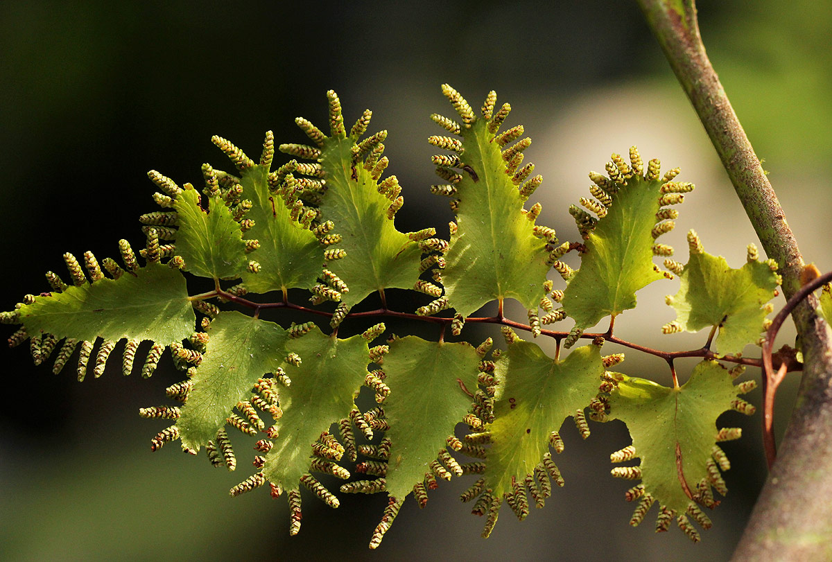 Lygodium microphyllum