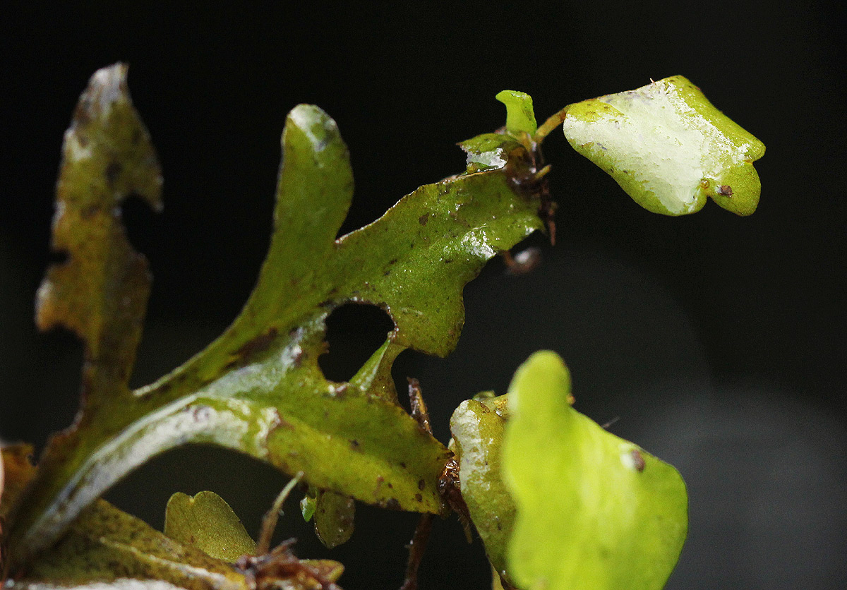 Ceratopteris thalictroides