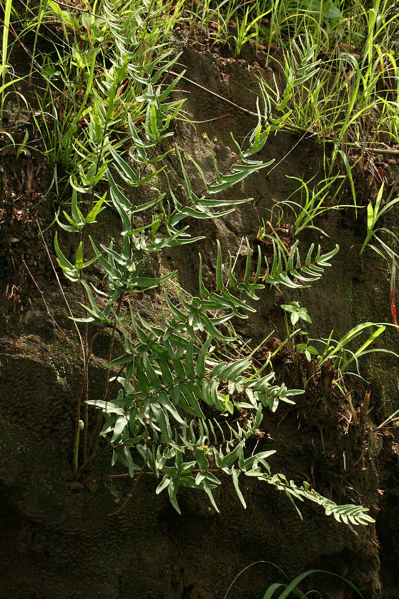 Pellaea longipilosa