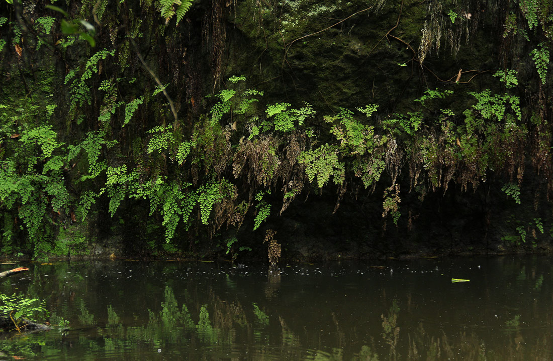 Adiantum capillus-veneris