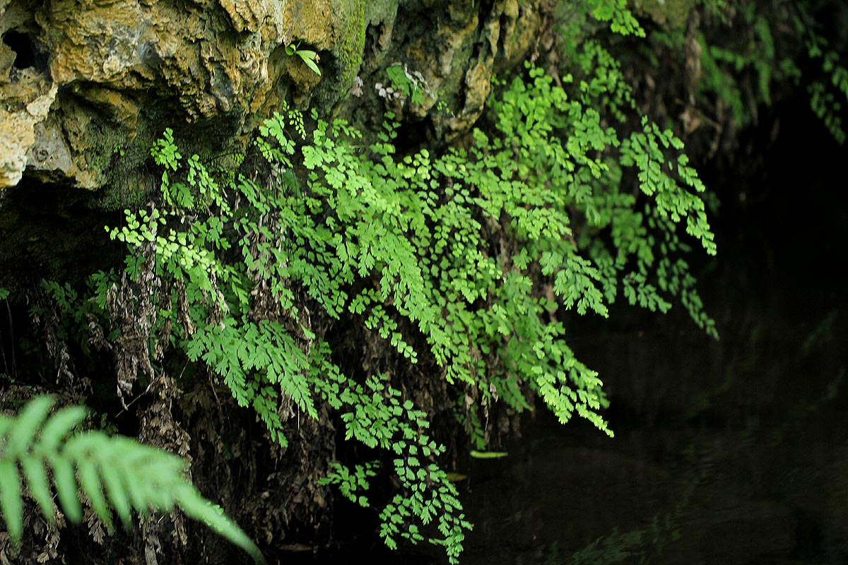 Adiantum capillus-veneris