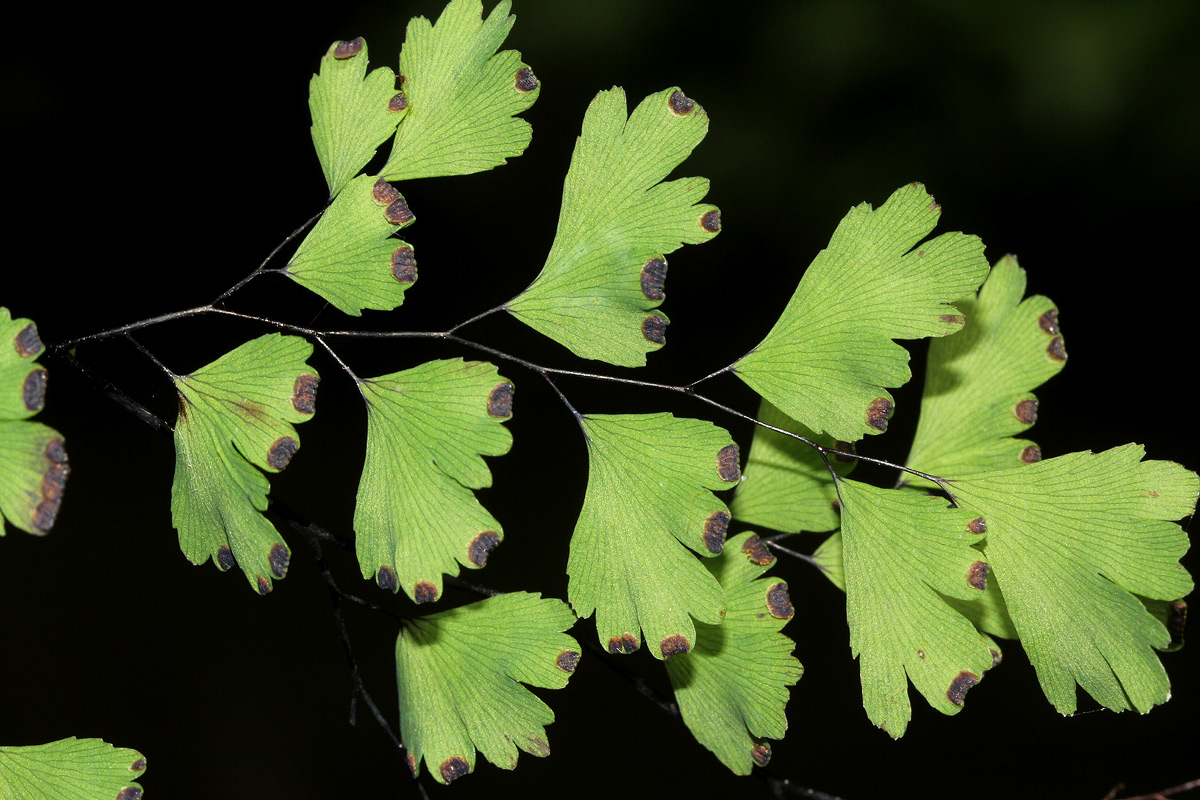 Adiantum capillus-veneris