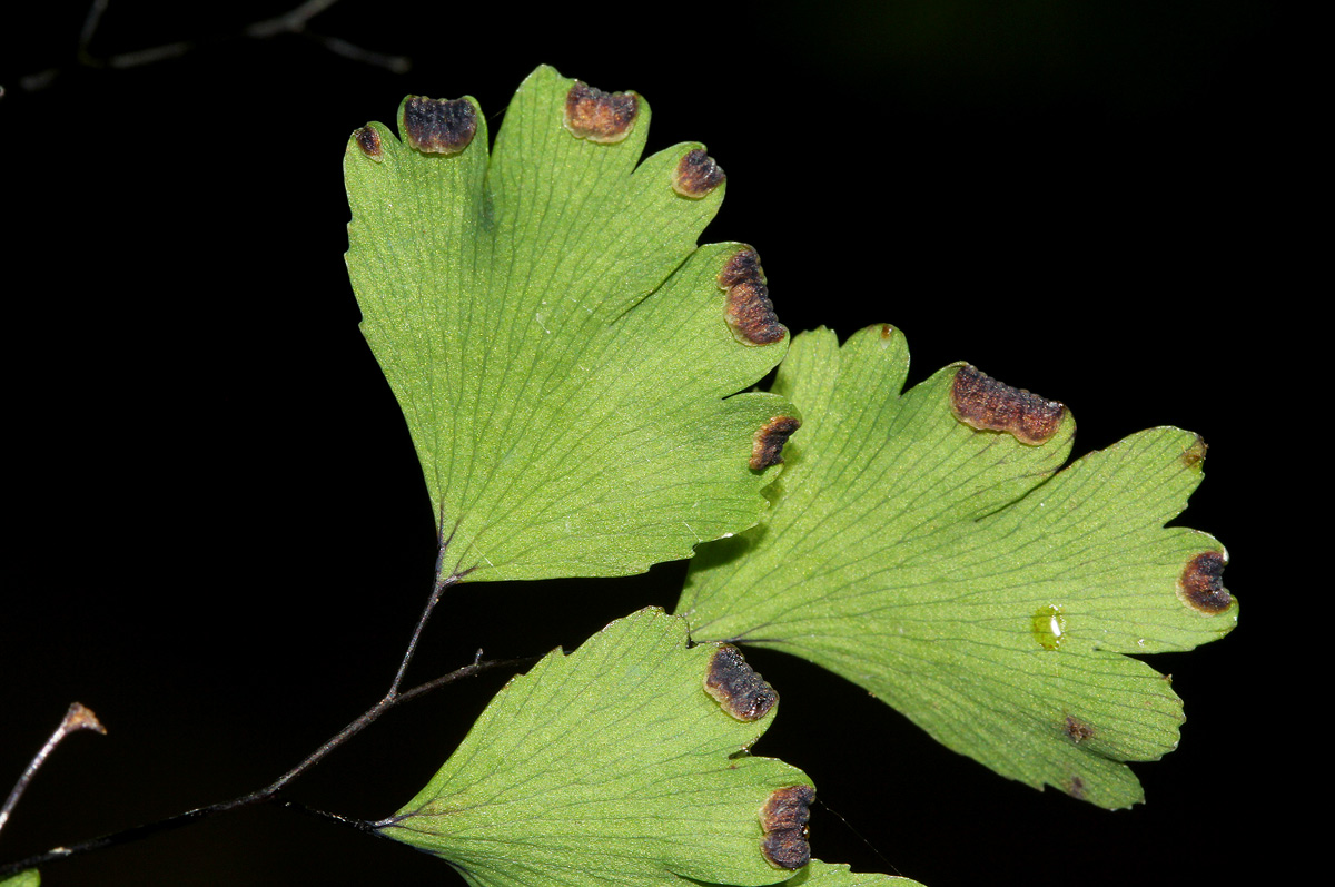 Adiantum capillus-veneris