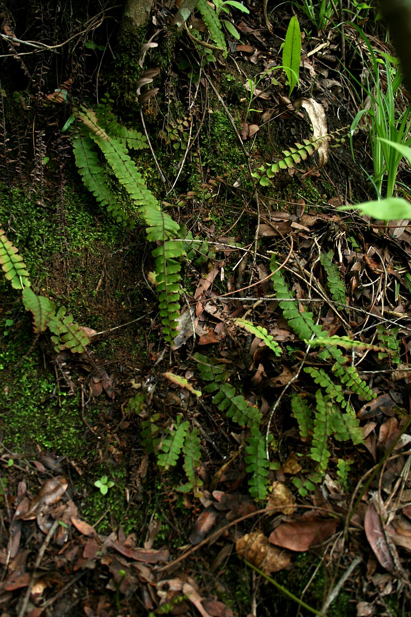 Adiantum incisum