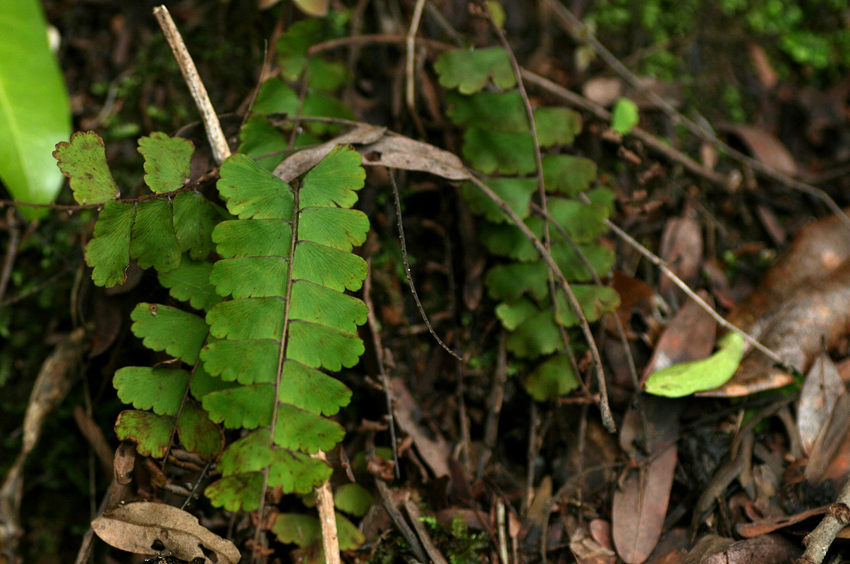 Adiantum incisum