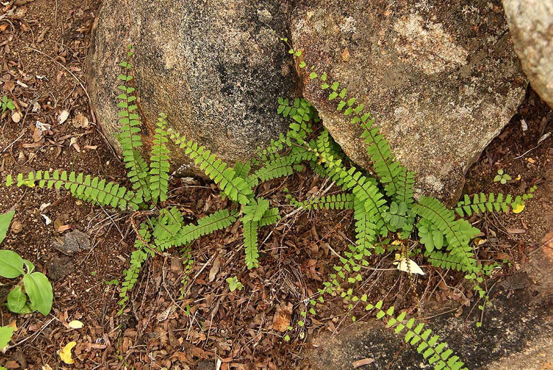 Adiantum incisum