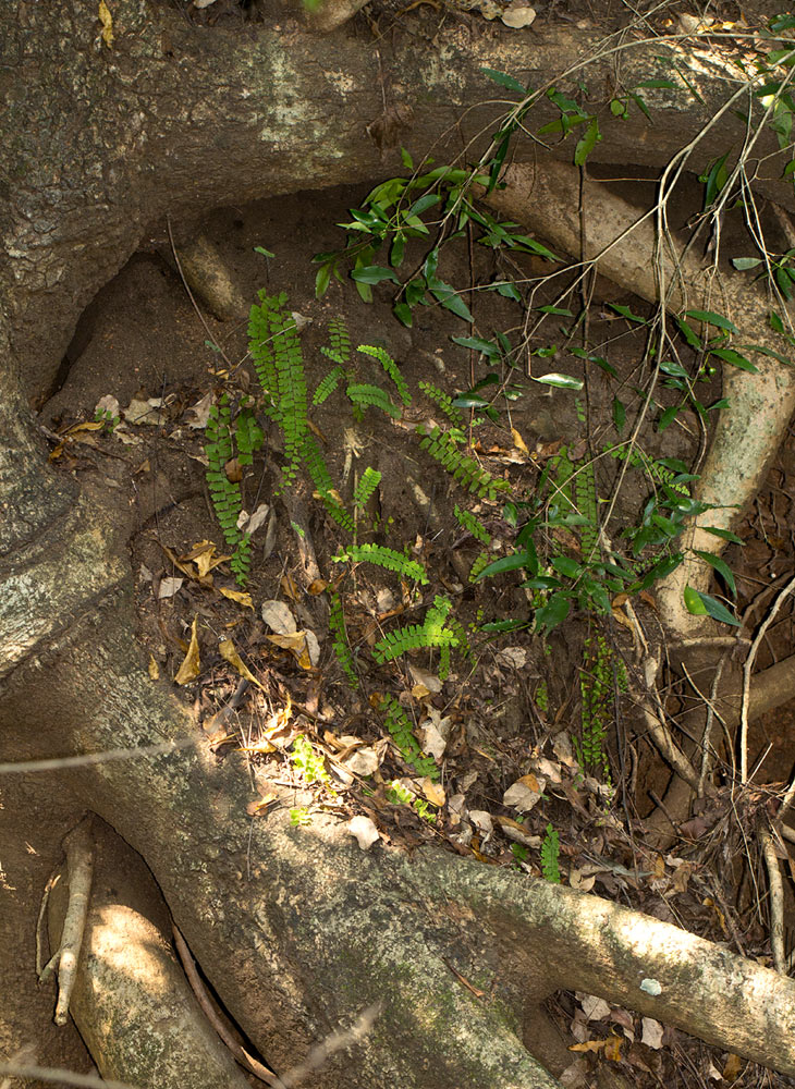 Adiantum incisum