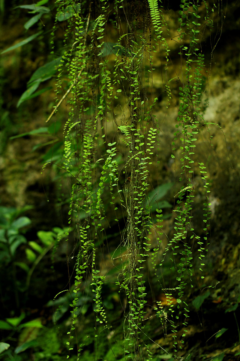 Adiantum incisum