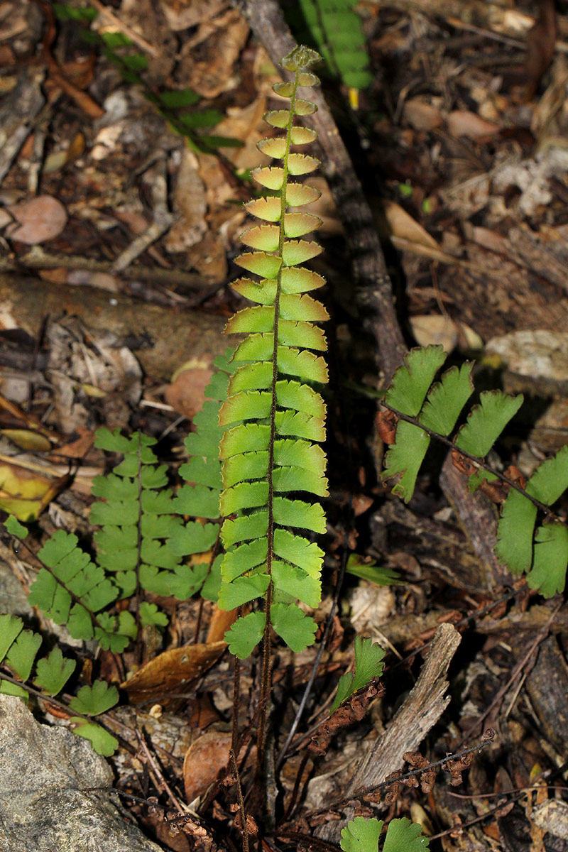 Adiantum incisum