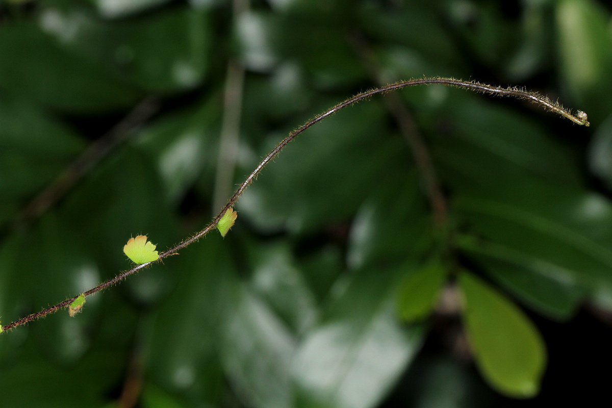 Adiantum incisum