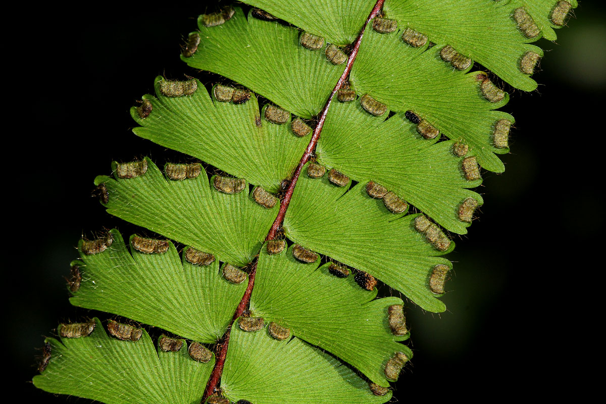 Adiantum incisum