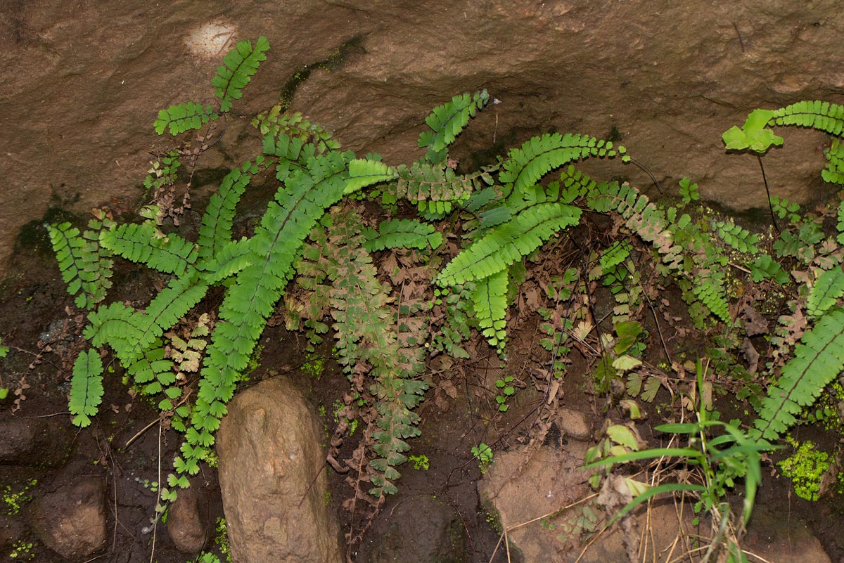 Adiantum incisum