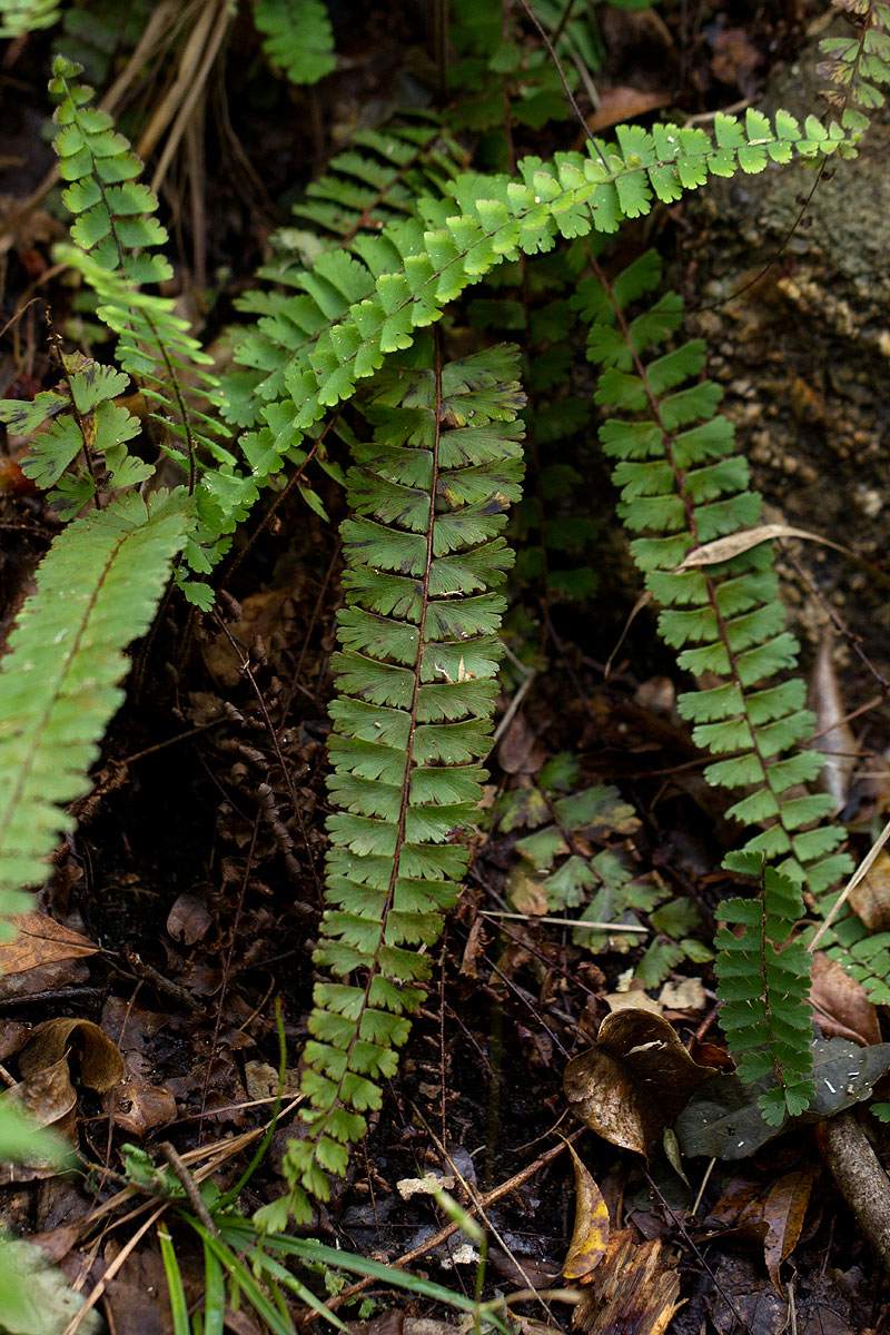 Adiantum incisum