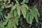 Adiantum patens subsp. oatesii