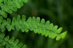 Adiantum patens subsp. oatesii