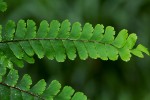 Adiantum patens subsp. oatesii