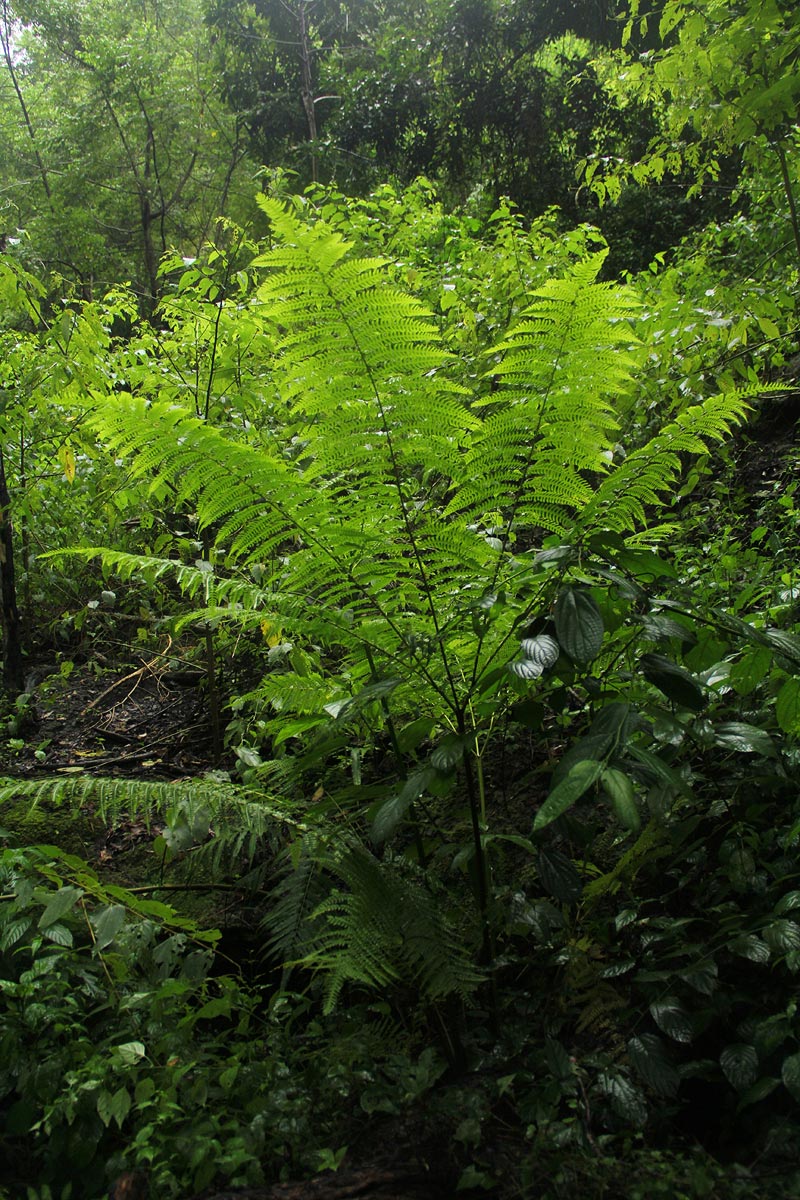 Pteris muricella