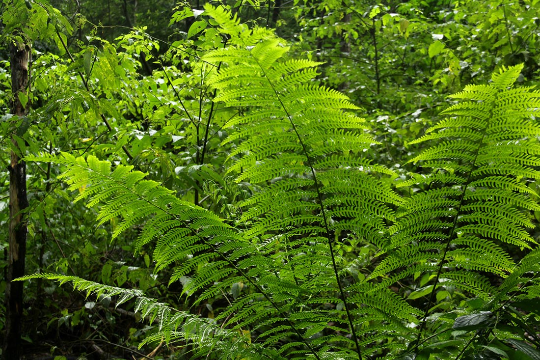 Pteris muricella