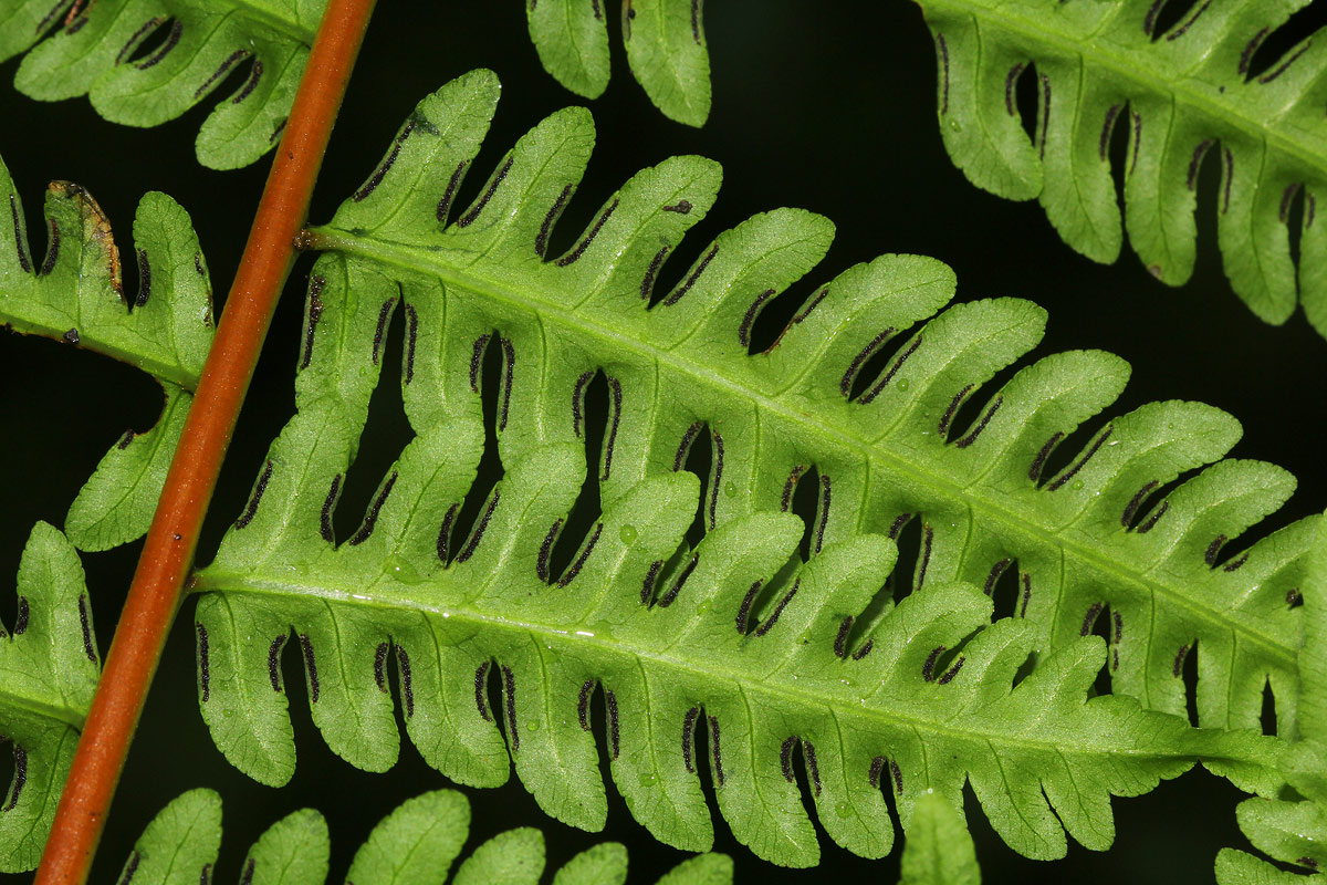 Pteris muricella