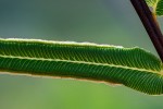 Pteris vittata