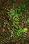 Pteris vittata