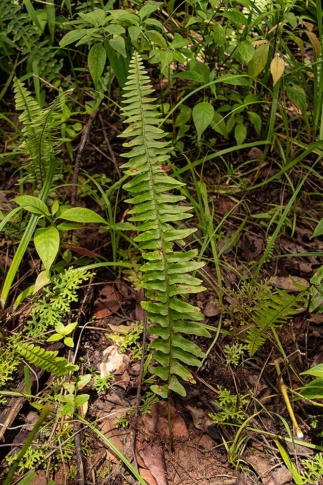 Nephrolepis undulata