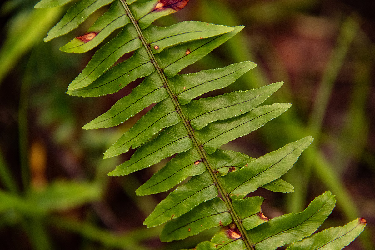 Nephrolepis undulata