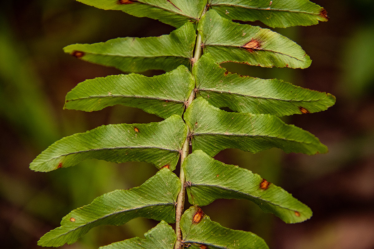 Nephrolepis undulata