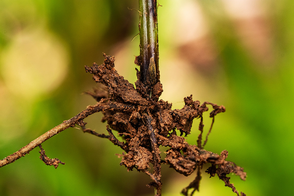 Nephrolepis undulata