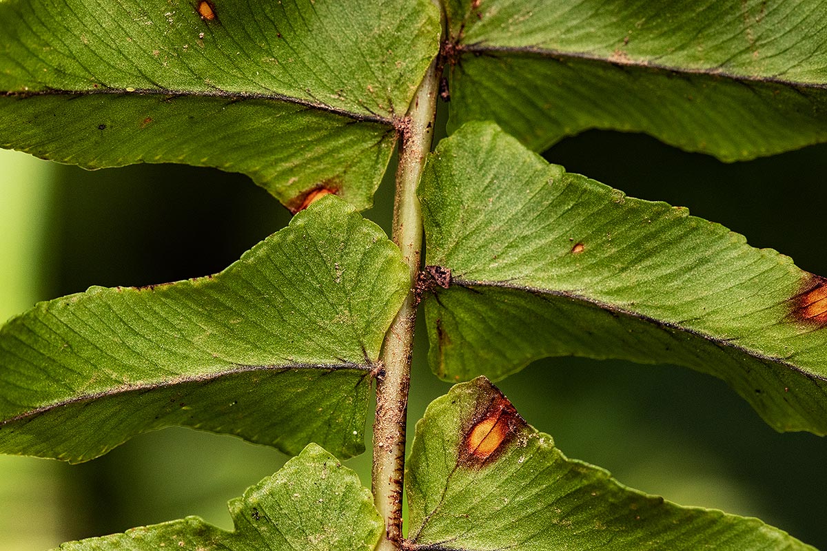 Nephrolepis undulata