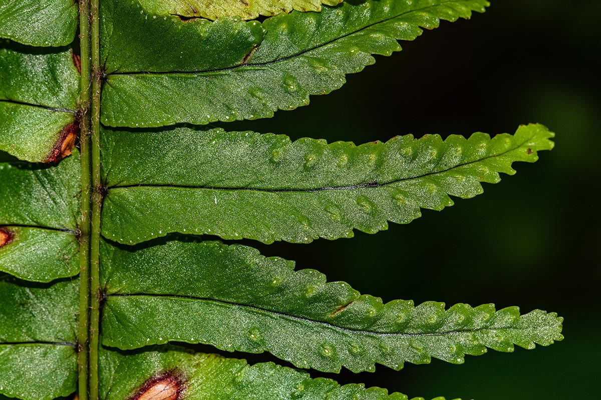 Nephrolepis undulata