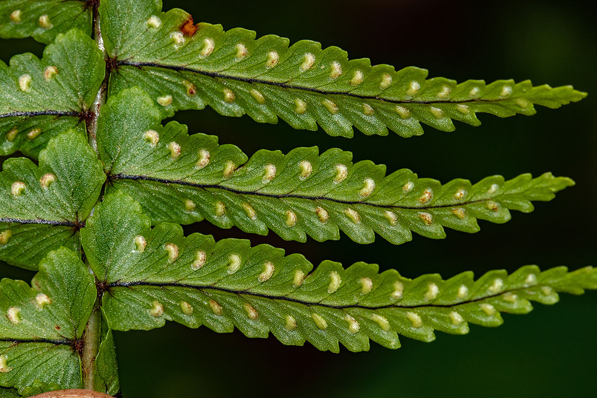 Nephrolepis undulata