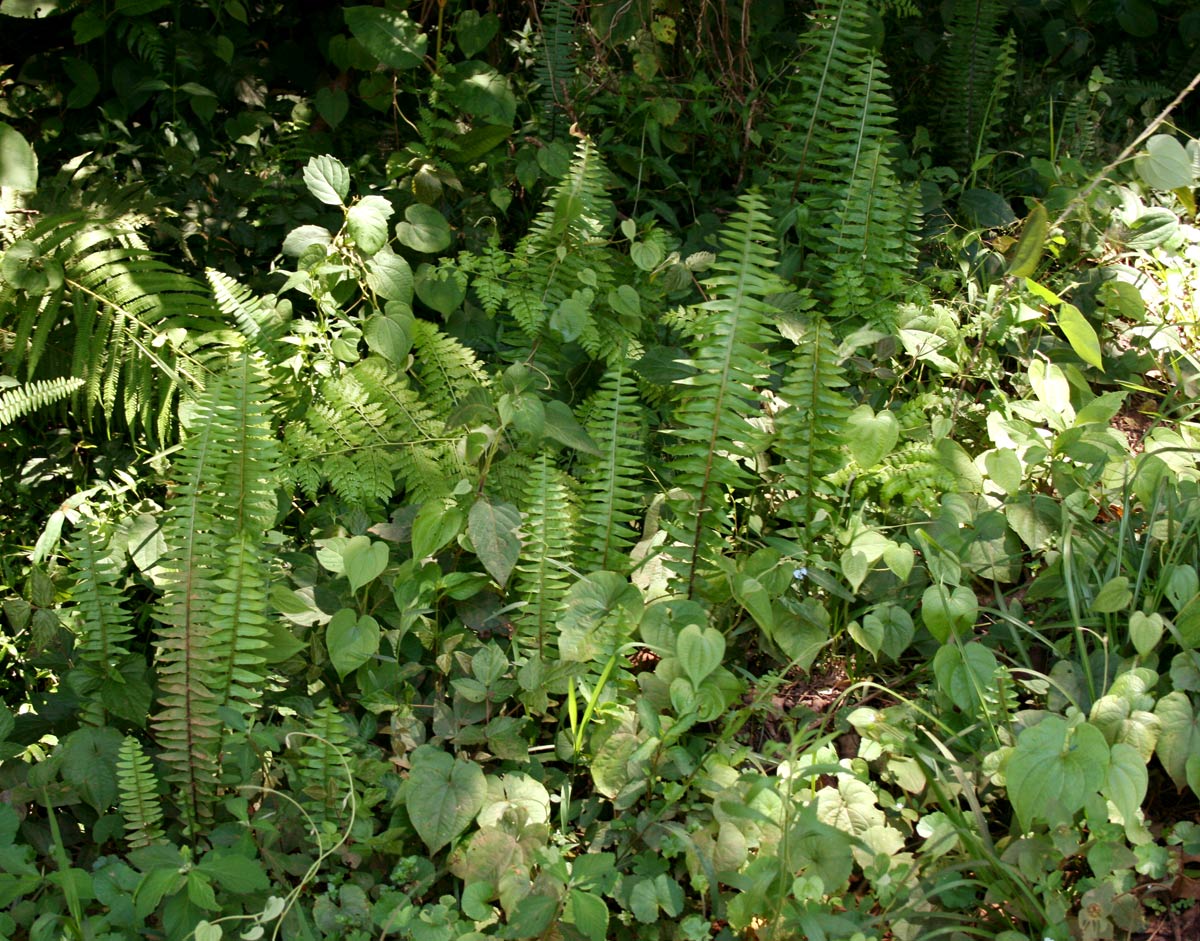 Nephrolepis undulata