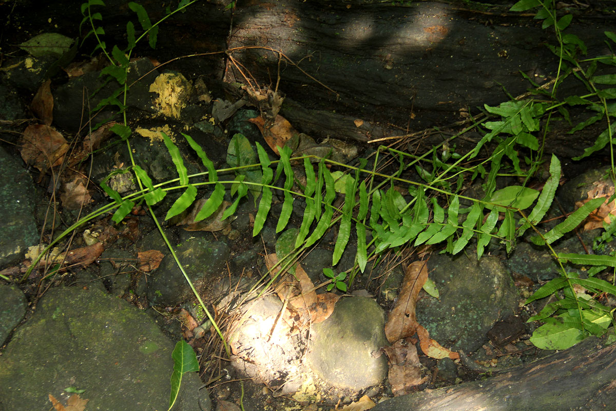 Ampelopteris prolifera