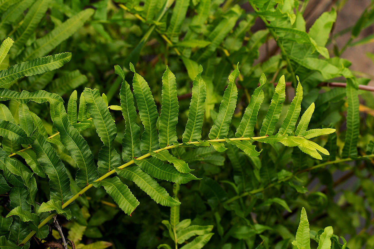 Ampelopteris prolifera