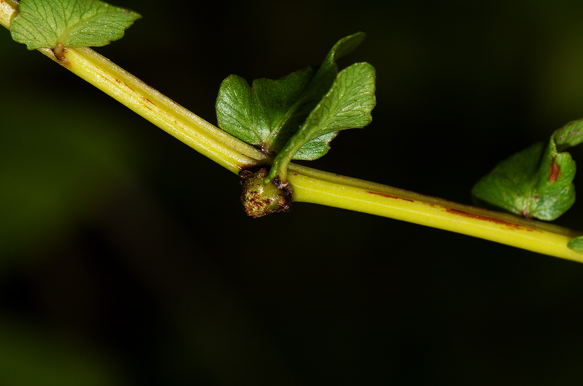 Ampelopteris prolifera