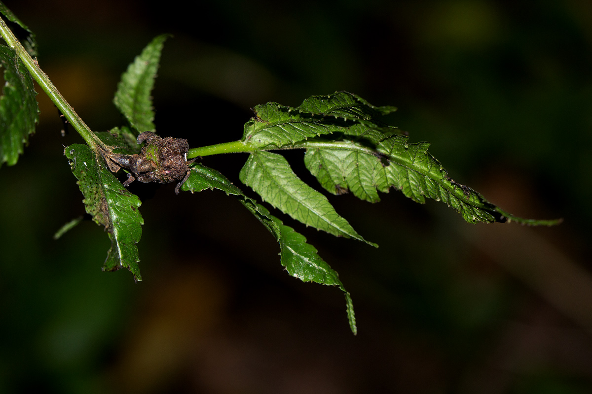 Pneumatopteris unita