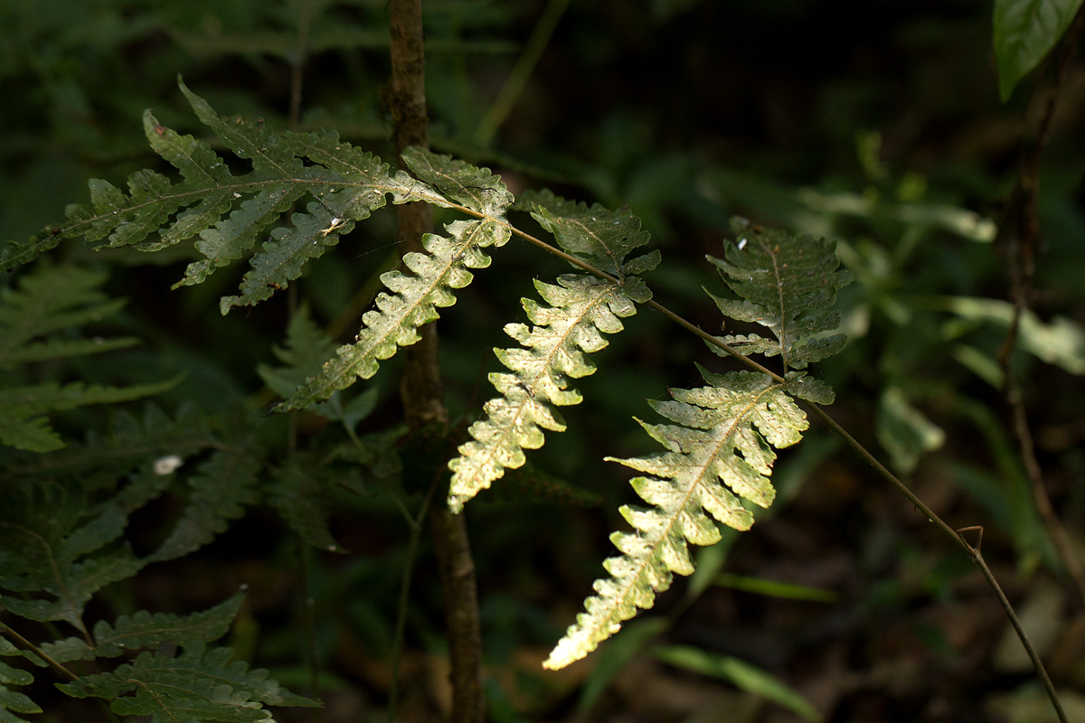 Tectaria gemmifera