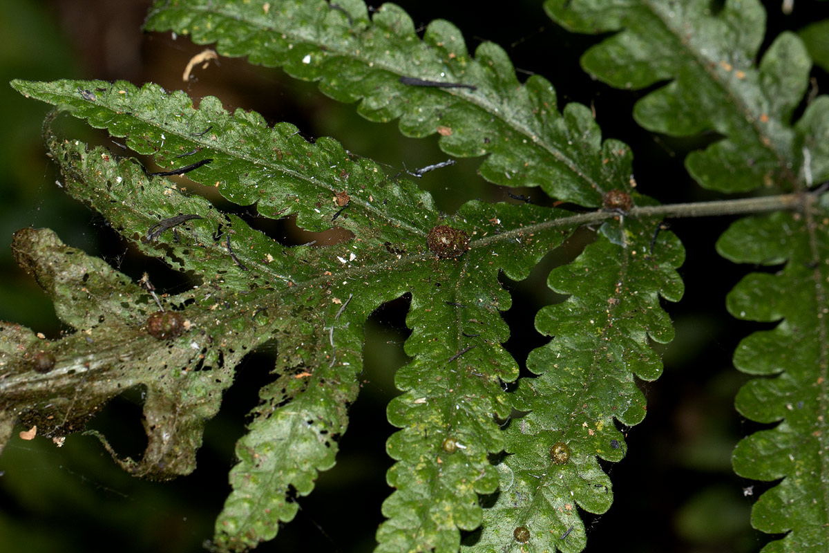 Tectaria gemmifera