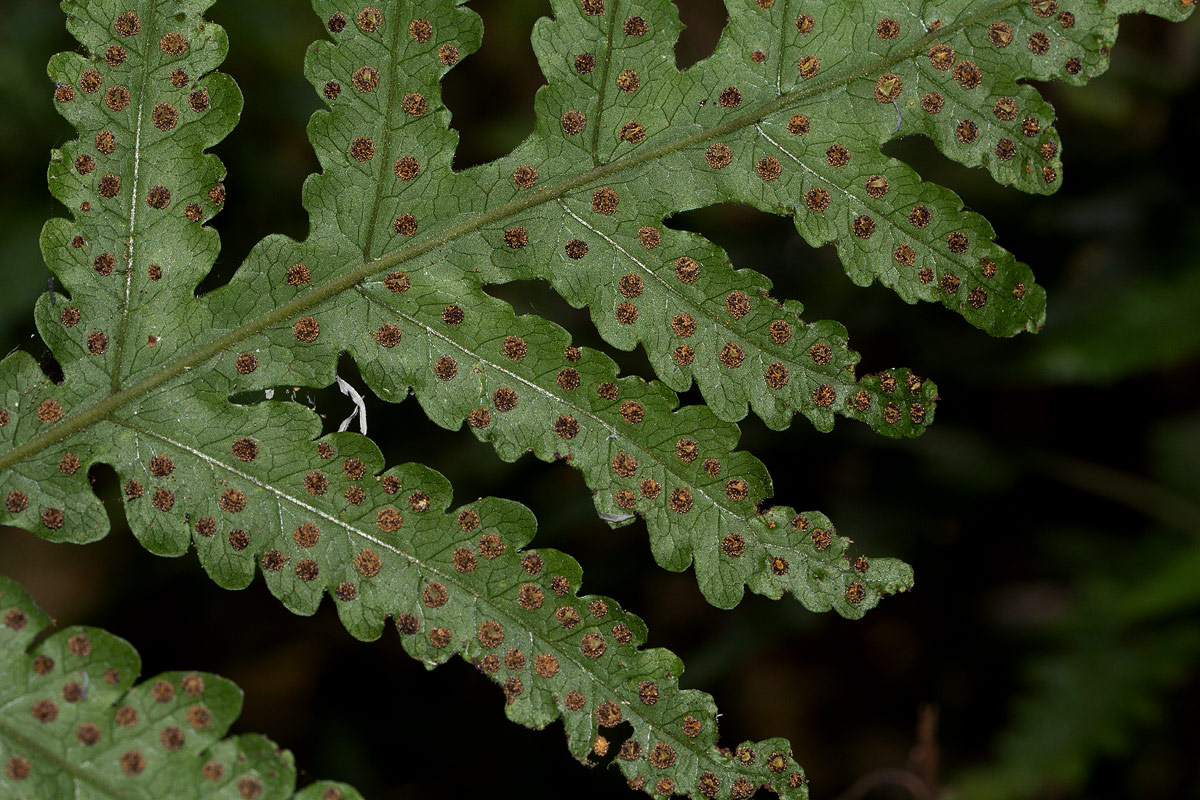 Tectaria gemmifera