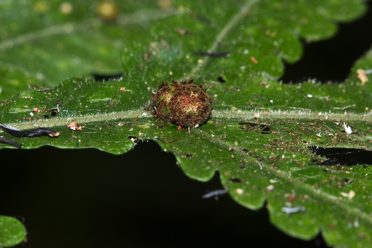 Tectaria gemmifera