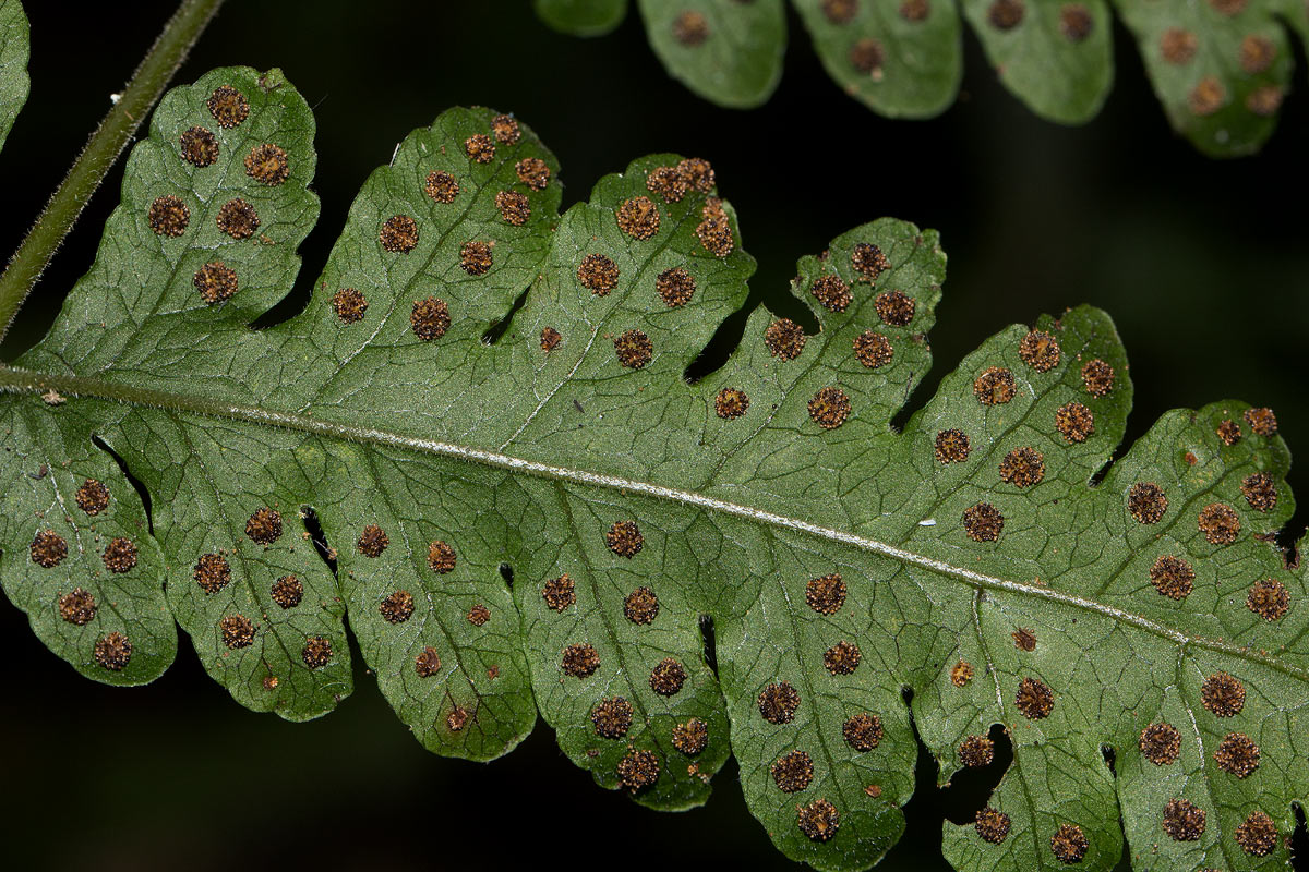 Tectaria gemmifera